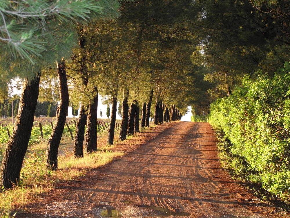 Agriturismo Colleverde Selvatelle Екстериор снимка